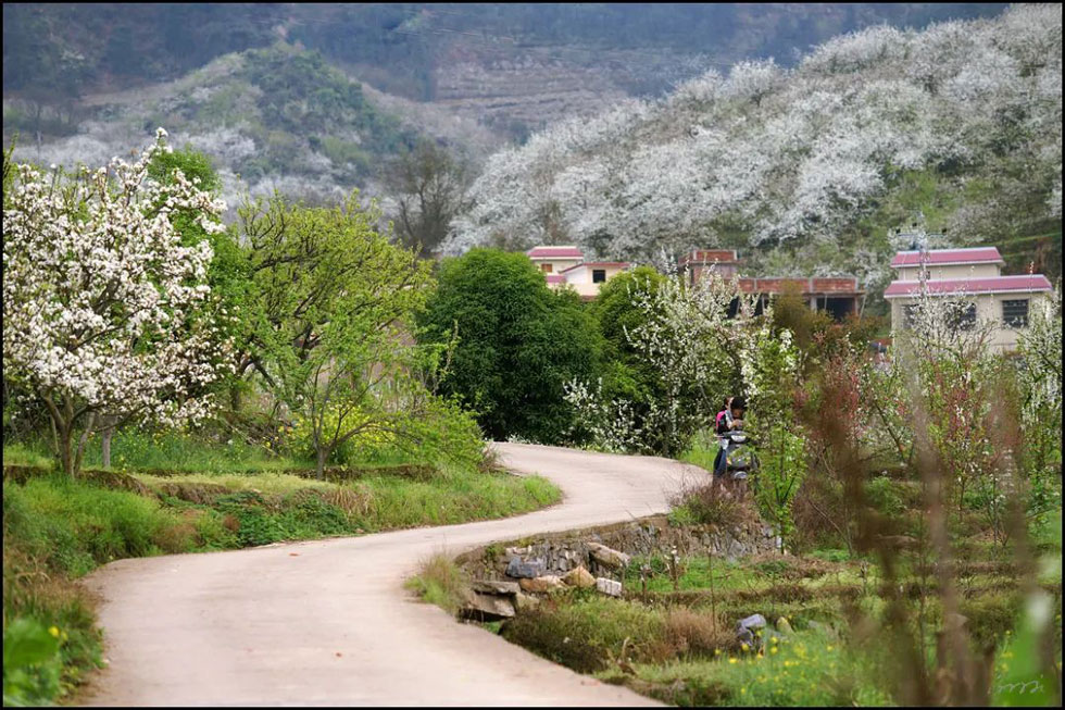 【春天，广西桂林灌阳县向您发出邀请！】我们在灌阳看梨花 - 游山玩水 - 湘西生活社区 - 湘西28生活网 xiangxi.28life.com