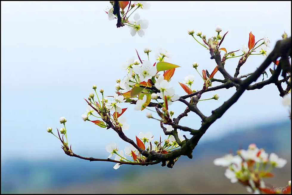 【春天，广西桂林灌阳县向您发出邀请！】我们在灌阳看梨花 - 游山玩水 - 湘西生活社区 - 湘西28生活网 xiangxi.28life.com