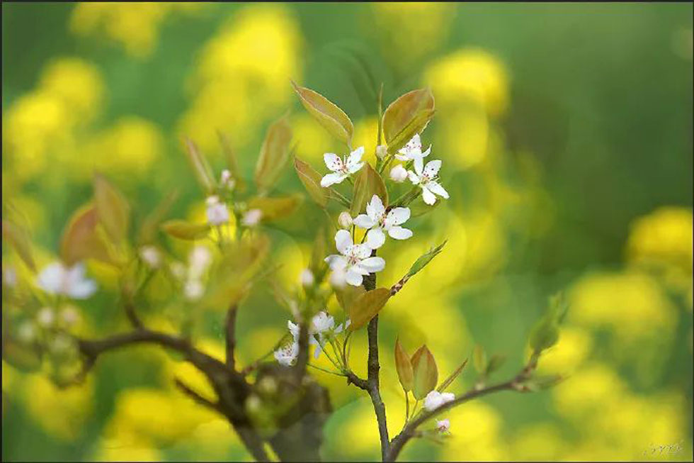 【春天，广西桂林灌阳县向您发出邀请！】我们在灌阳看梨花 - 游山玩水 - 湘西生活社区 - 湘西28生活网 xiangxi.28life.com