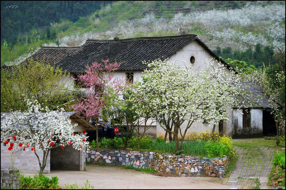 【春天，广西桂林灌阳县向您发出邀请！】我们在灌阳看梨花 - 游山玩水 - 湘西生活社区 - 湘西28生活网 xiangxi.28life.com