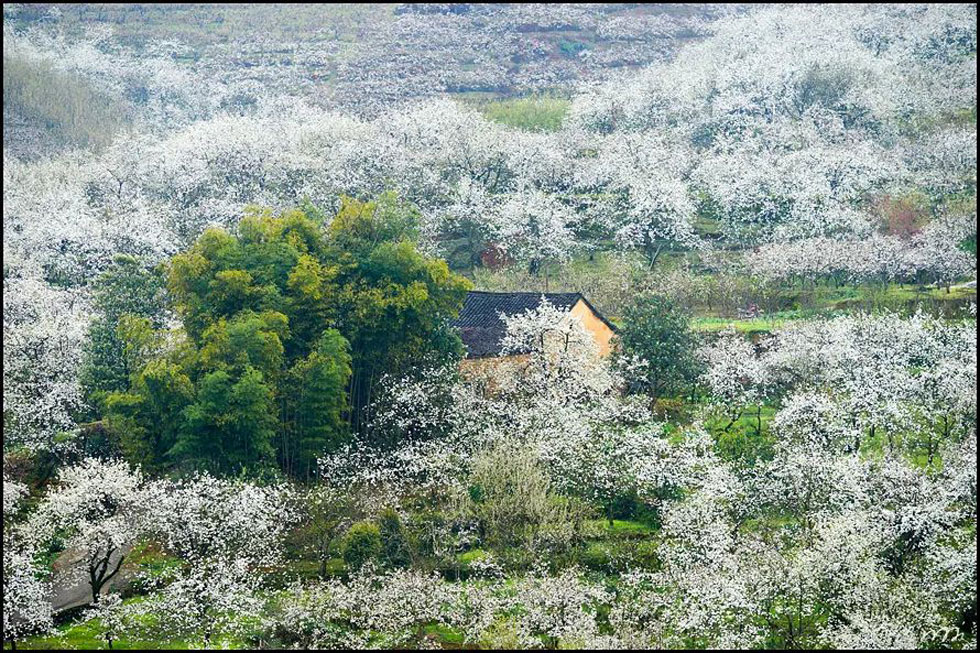 【春天，广西桂林灌阳县向您发出邀请！】我们在灌阳看梨花 - 游山玩水 - 湘西生活社区 - 湘西28生活网 xiangxi.28life.com