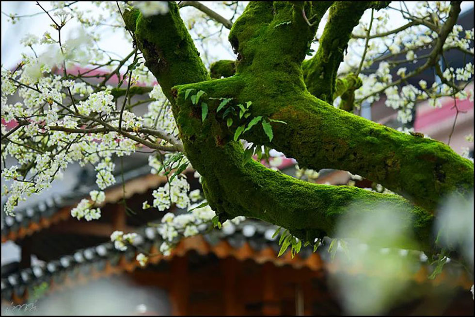 【春天，广西桂林灌阳县向您发出邀请！】我们在灌阳看梨花 - 游山玩水 - 湘西生活社区 - 湘西28生活网 xiangxi.28life.com