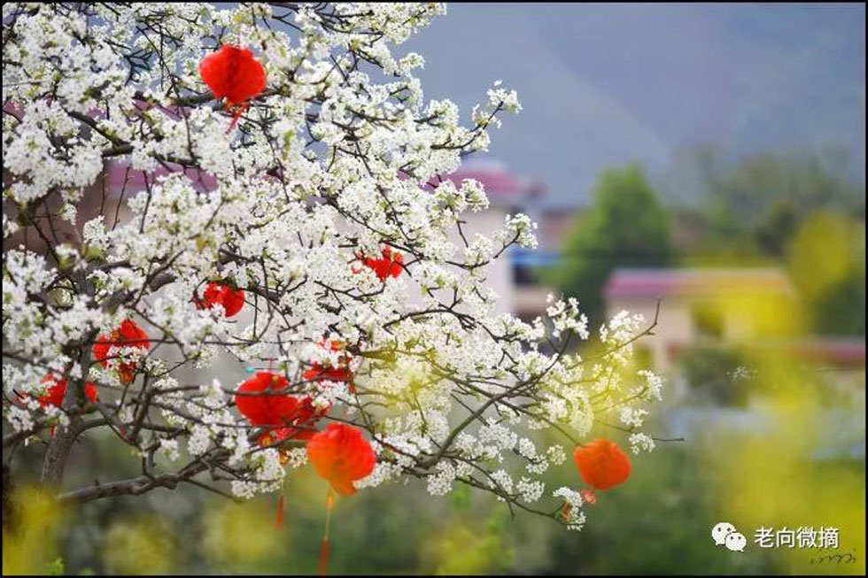 【春天，广西桂林灌阳县向您发出邀请！】我们在灌阳看梨花 - 游山玩水 - 湘西生活社区 - 湘西28生活网 xiangxi.28life.com
