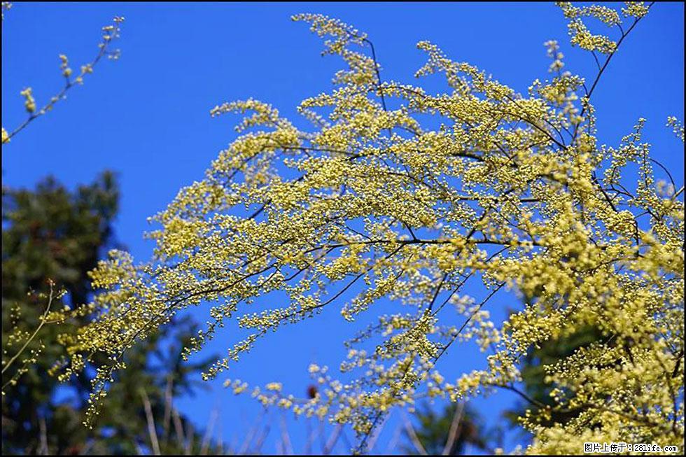 【春天,广西桂林灌阳县向您发出邀请!】米珠山前有片山苍子花在飘香 - 游山玩水 - 湘西生活社区 - 湘西28生活网 xiangxi.28life.com