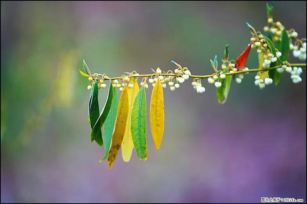 【春天,广西桂林灌阳县向您发出邀请!】米珠山前有片山苍子花在飘香 - 游山玩水 - 湘西生活社区 - 湘西28生活网 xiangxi.28life.com