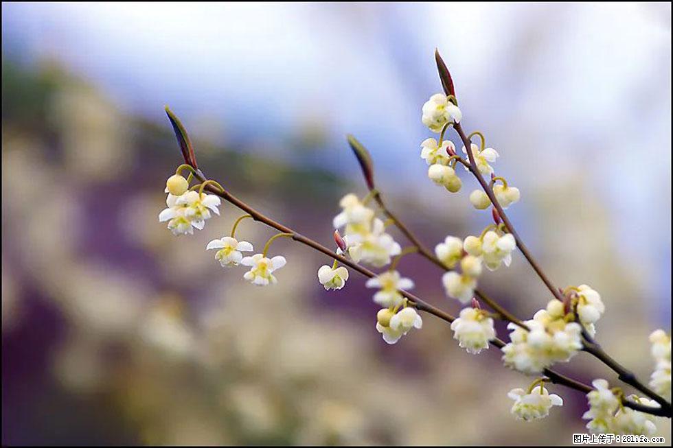 【春天,广西桂林灌阳县向您发出邀请!】米珠山前有片山苍子花在飘香 - 游山玩水 - 湘西生活社区 - 湘西28生活网 xiangxi.28life.com