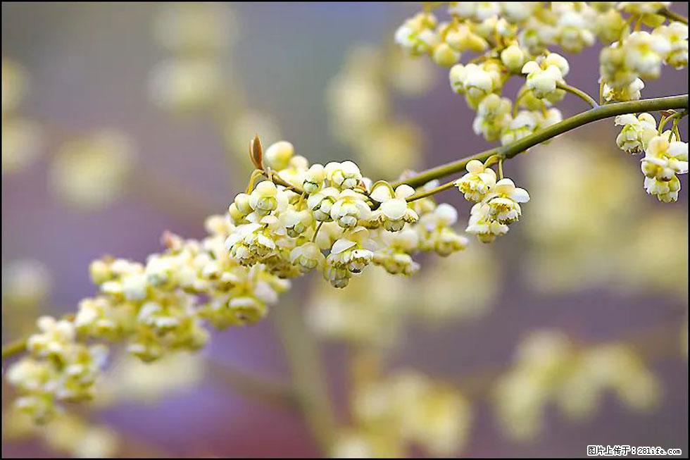 【春天,广西桂林灌阳县向您发出邀请!】米珠山前有片山苍子花在飘香 - 游山玩水 - 湘西生活社区 - 湘西28生活网 xiangxi.28life.com