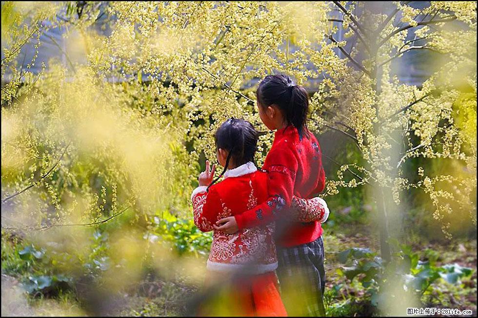 【春天,广西桂林灌阳县向您发出邀请!】米珠山前有片山苍子花在飘香 - 游山玩水 - 湘西生活社区 - 湘西28生活网 xiangxi.28life.com