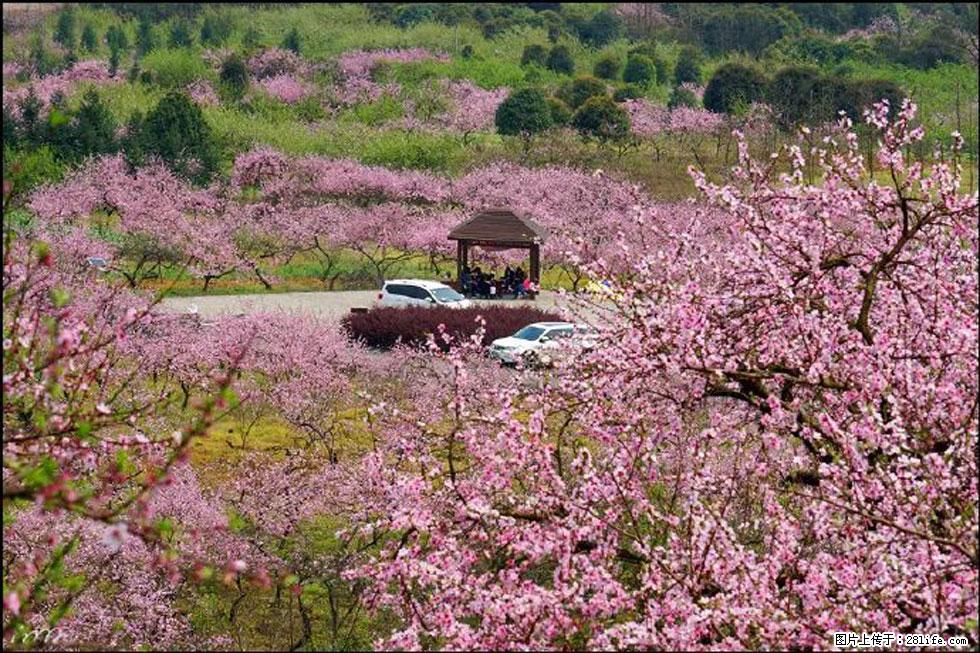 【春天，广西桂林灌阳县向您发出邀请！】官庄村有个醉美的桃花园 - 游山玩水 - 湘西生活社区 - 湘西28生活网 xiangxi.28life.com