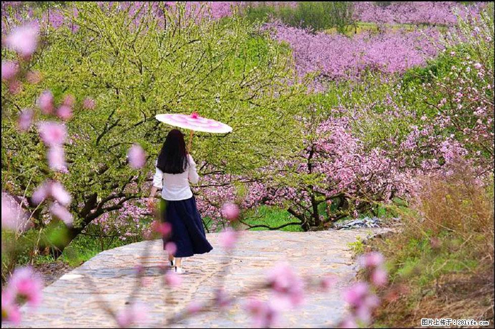 【春天，广西桂林灌阳县向您发出邀请！】官庄村有个醉美的桃花园 - 游山玩水 - 湘西生活社区 - 湘西28生活网 xiangxi.28life.com