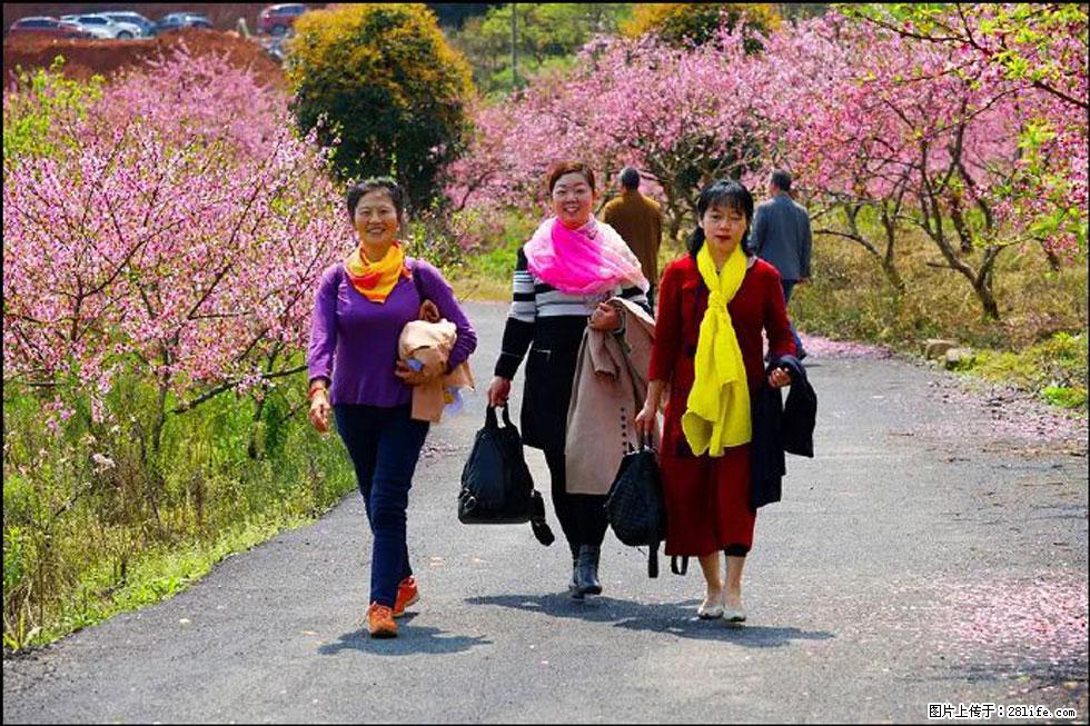 【春天，广西桂林灌阳县向您发出邀请！】官庄村有个醉美的桃花园 - 游山玩水 - 湘西生活社区 - 湘西28生活网 xiangxi.28life.com