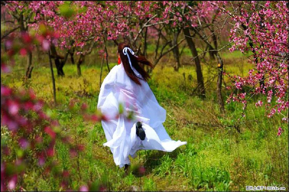 【春天，广西桂林灌阳县向您发出邀请！】官庄村有个醉美的桃花园 - 游山玩水 - 湘西生活社区 - 湘西28生活网 xiangxi.28life.com