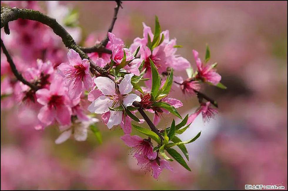 【春天，广西桂林灌阳县向您发出邀请！】官庄村有个醉美的桃花园 - 游山玩水 - 湘西生活社区 - 湘西28生活网 xiangxi.28life.com