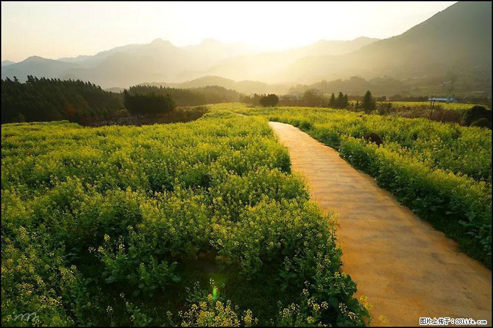 【春天，广西桂林灌阳县向您发出邀请！】长坪村油菜盛情花开 - 游山玩水 - 湘西生活社区 - 湘西28生活网 xiangxi.28life.com