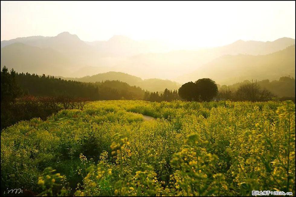 【春天，广西桂林灌阳县向您发出邀请！】长坪村油菜盛情花开 - 游山玩水 - 湘西生活社区 - 湘西28生活网 xiangxi.28life.com
