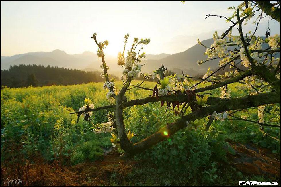 【春天，广西桂林灌阳县向您发出邀请！】长坪村油菜盛情花开 - 游山玩水 - 湘西生活社区 - 湘西28生活网 xiangxi.28life.com