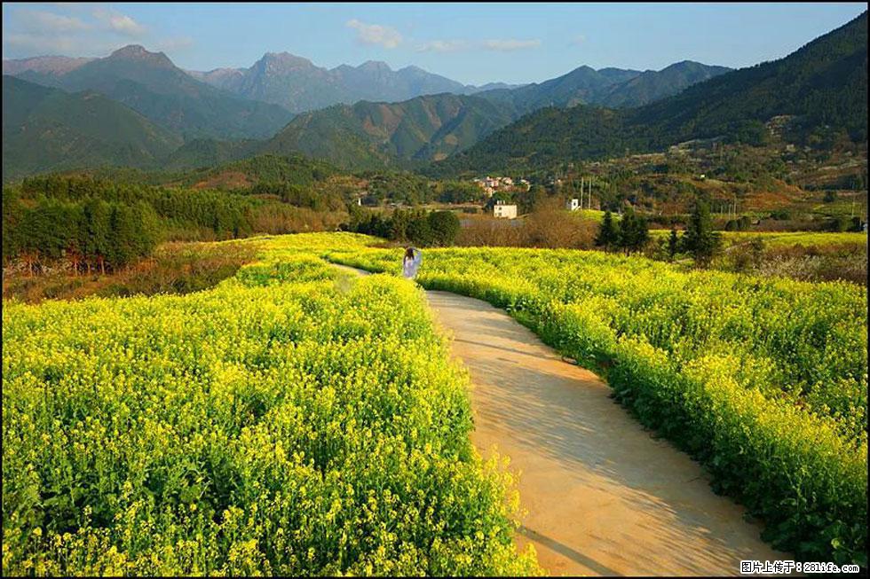 【春天，广西桂林灌阳县向您发出邀请！】长坪村油菜盛情花开 - 游山玩水 - 湘西生活社区 - 湘西28生活网 xiangxi.28life.com