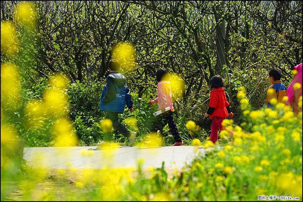 【春天，广西桂林灌阳县向您发出邀请！】长坪村油菜盛情花开 - 游山玩水 - 湘西生活社区 - 湘西28生活网 xiangxi.28life.com