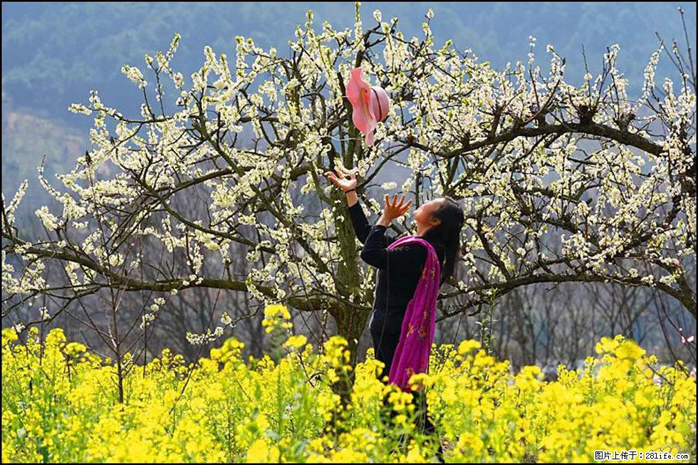 【春天，广西桂林灌阳县向您发出邀请！】长坪村油菜盛情花开 - 游山玩水 - 湘西生活社区 - 湘西28生活网 xiangxi.28life.com