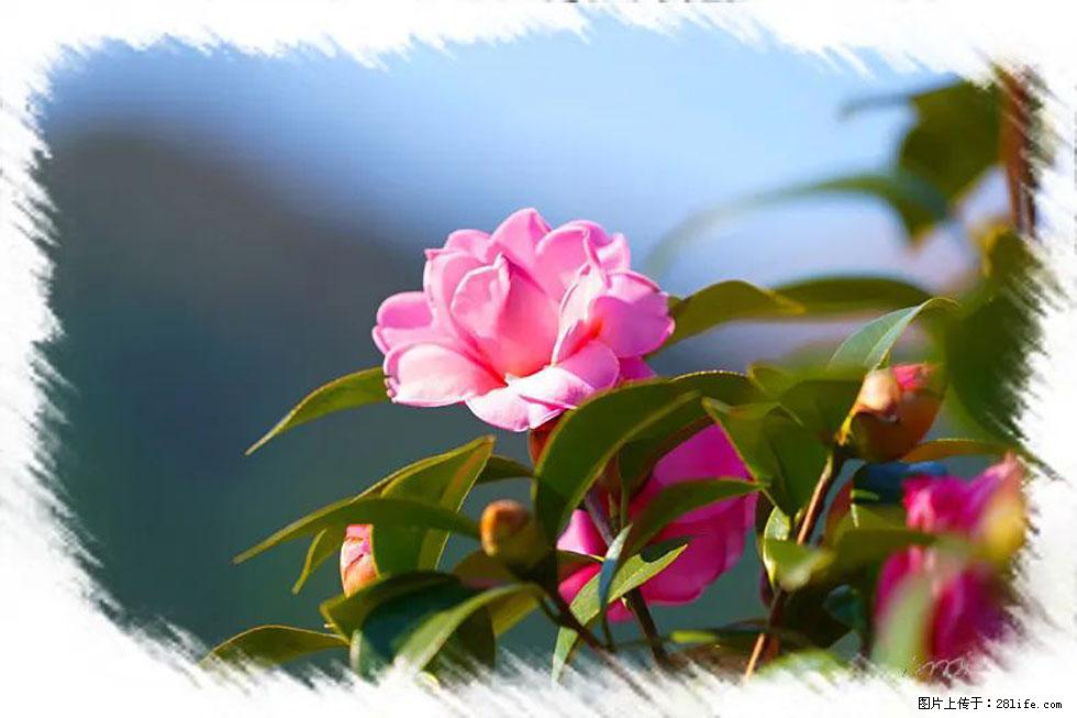 【春天，广西桂林灌阳县向您发出邀请！】杨柳井茶花惹人爱 - 游山玩水 - 湘西生活社区 - 湘西28生活网 xiangxi.28life.com