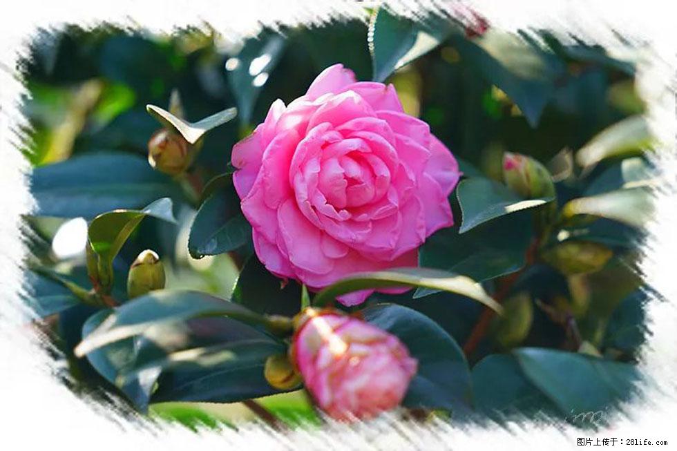 【春天，广西桂林灌阳县向您发出邀请！】杨柳井茶花惹人爱 - 游山玩水 - 湘西生活社区 - 湘西28生活网 xiangxi.28life.com