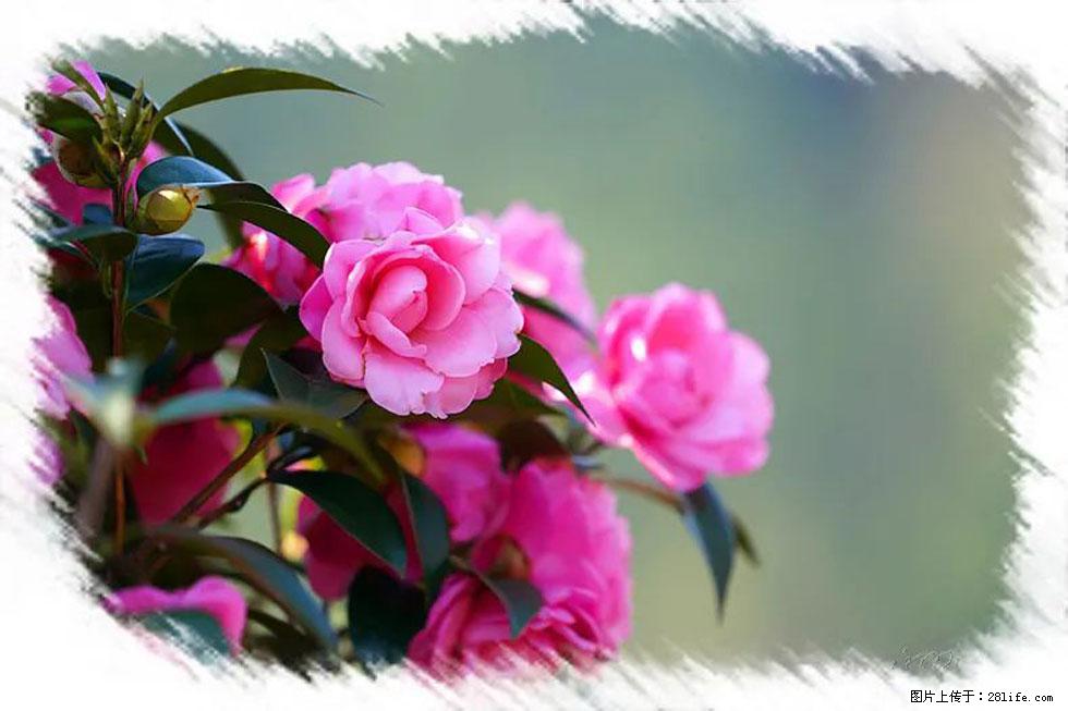 【春天，广西桂林灌阳县向您发出邀请！】杨柳井茶花惹人爱 - 游山玩水 - 湘西生活社区 - 湘西28生活网 xiangxi.28life.com