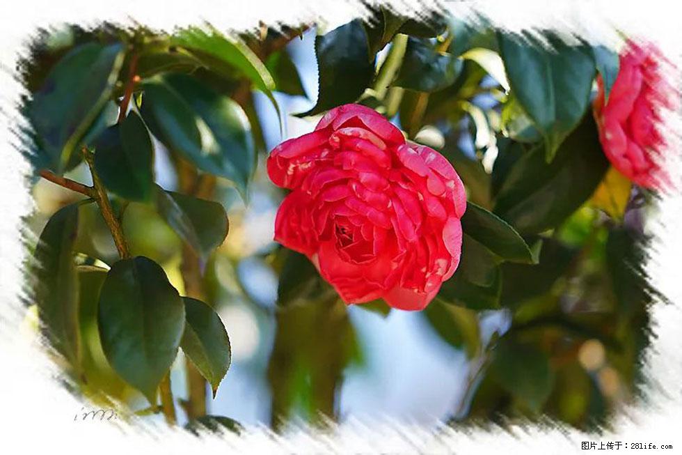 【春天，广西桂林灌阳县向您发出邀请！】杨柳井茶花惹人爱 - 游山玩水 - 湘西生活社区 - 湘西28生活网 xiangxi.28life.com