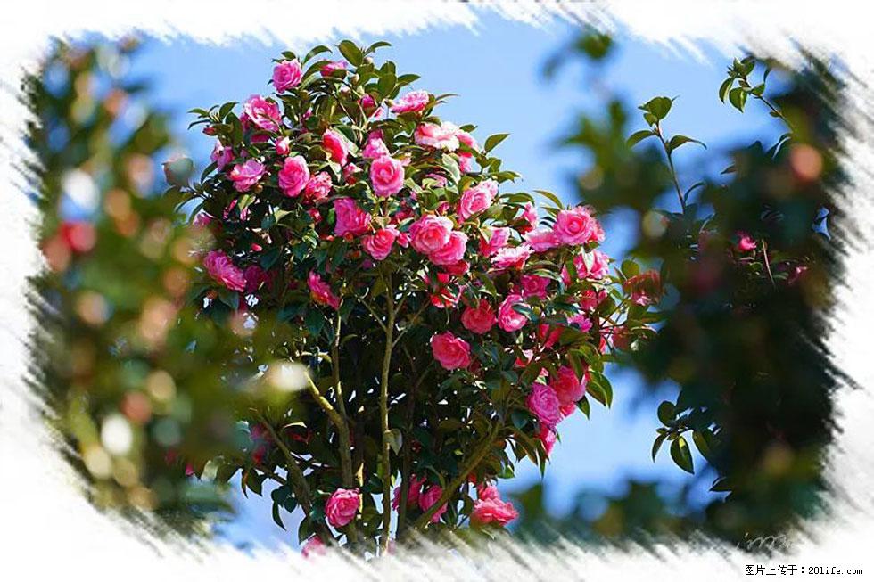 【春天，广西桂林灌阳县向您发出邀请！】杨柳井茶花惹人爱 - 游山玩水 - 湘西生活社区 - 湘西28生活网 xiangxi.28life.com