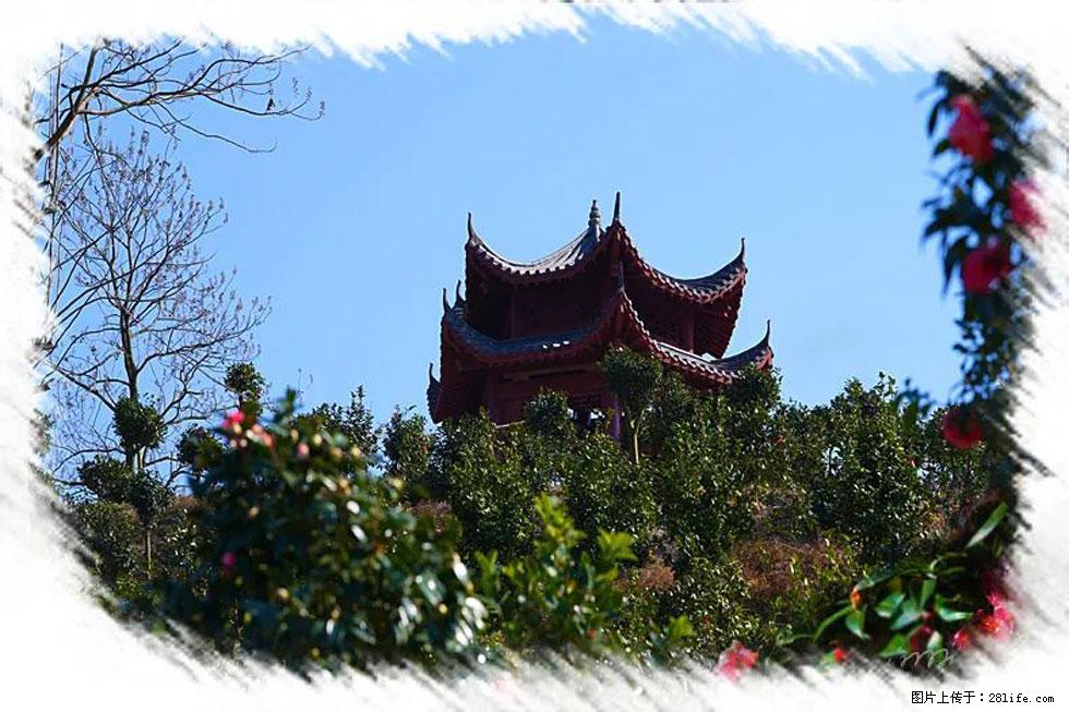 【春天，广西桂林灌阳县向您发出邀请！】杨柳井茶花惹人爱 - 游山玩水 - 湘西生活社区 - 湘西28生活网 xiangxi.28life.com