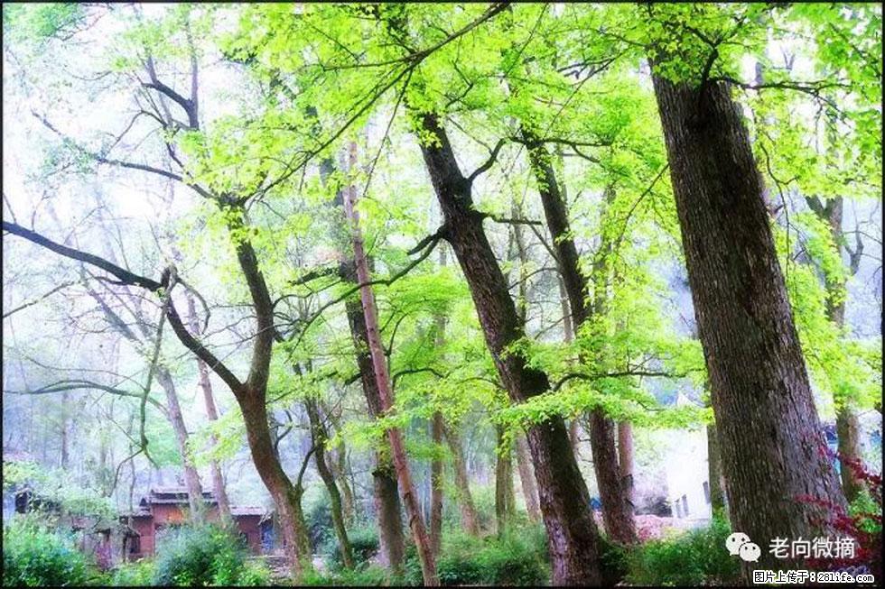 【春天，广西桂林灌阳县向您发出邀请！】在小龙村与春天约会 - 游山玩水 - 湘西生活社区 - 湘西28生活网 xiangxi.28life.com