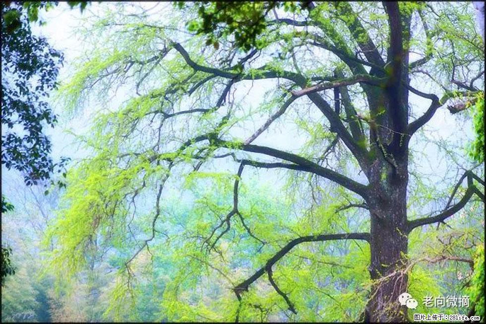 【春天，广西桂林灌阳县向您发出邀请！】在小龙村与春天约会 - 游山玩水 - 湘西生活社区 - 湘西28生活网 xiangxi.28life.com