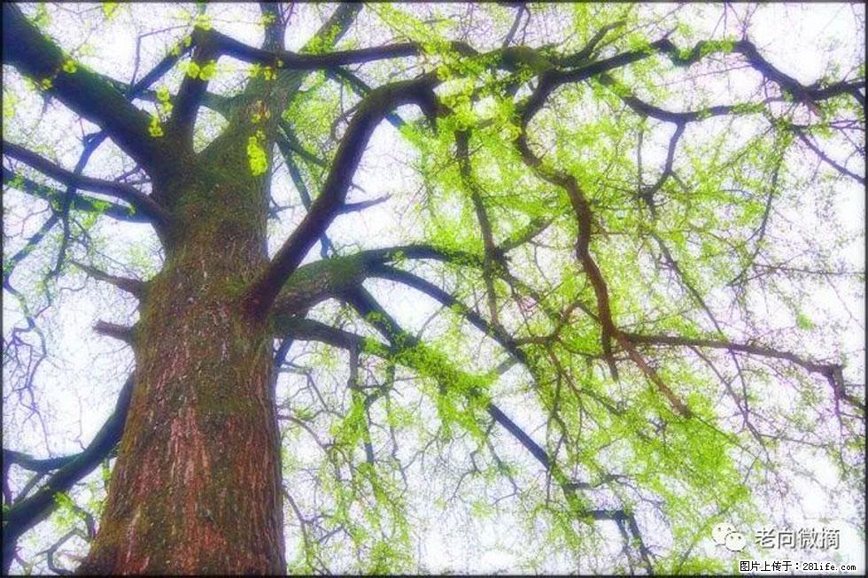 【春天，广西桂林灌阳县向您发出邀请！】在小龙村与春天约会 - 游山玩水 - 湘西生活社区 - 湘西28生活网 xiangxi.28life.com