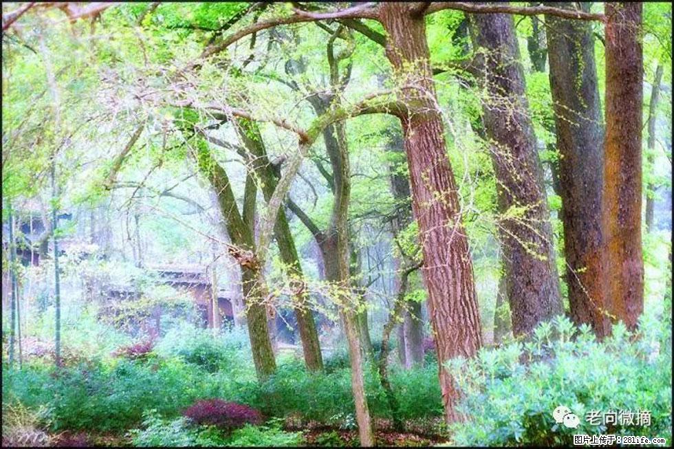 【春天，广西桂林灌阳县向您发出邀请！】在小龙村与春天约会 - 游山玩水 - 湘西生活社区 - 湘西28生活网 xiangxi.28life.com