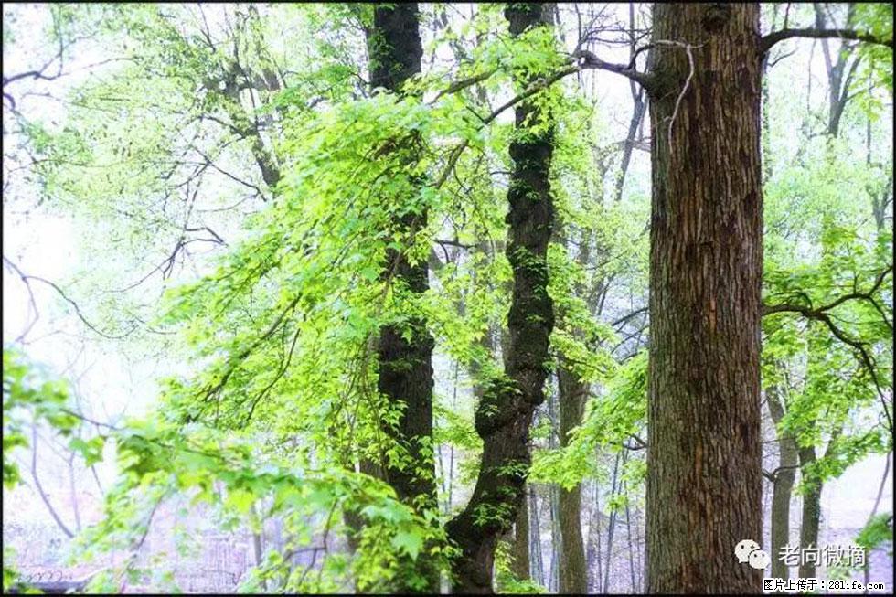 【春天，广西桂林灌阳县向您发出邀请！】在小龙村与春天约会 - 游山玩水 - 湘西生活社区 - 湘西28生活网 xiangxi.28life.com