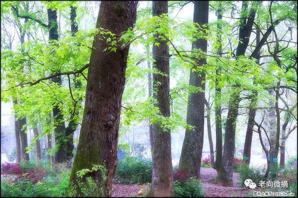 【春天，广西桂林灌阳县向您发出邀请！】在小龙村与春天约会 - 游山玩水 - 湘西生活社区 - 湘西28生活网 xiangxi.28life.com