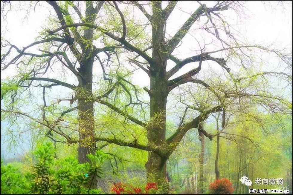 【春天，广西桂林灌阳县向您发出邀请！】在小龙村与春天约会 - 游山玩水 - 湘西生活社区 - 湘西28生活网 xiangxi.28life.com