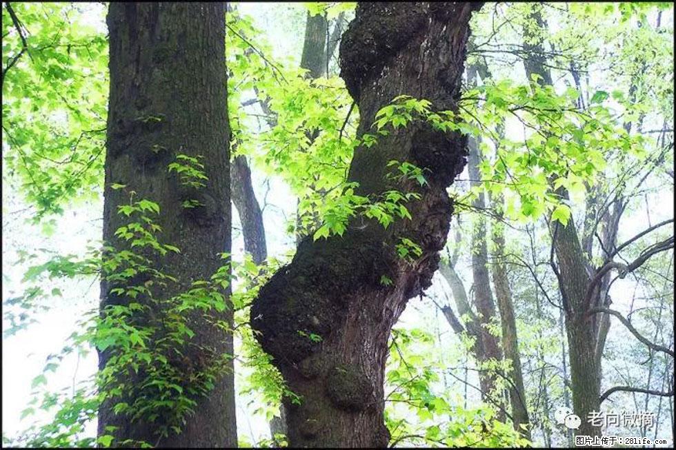 【春天，广西桂林灌阳县向您发出邀请！】在小龙村与春天约会 - 游山玩水 - 湘西生活社区 - 湘西28生活网 xiangxi.28life.com