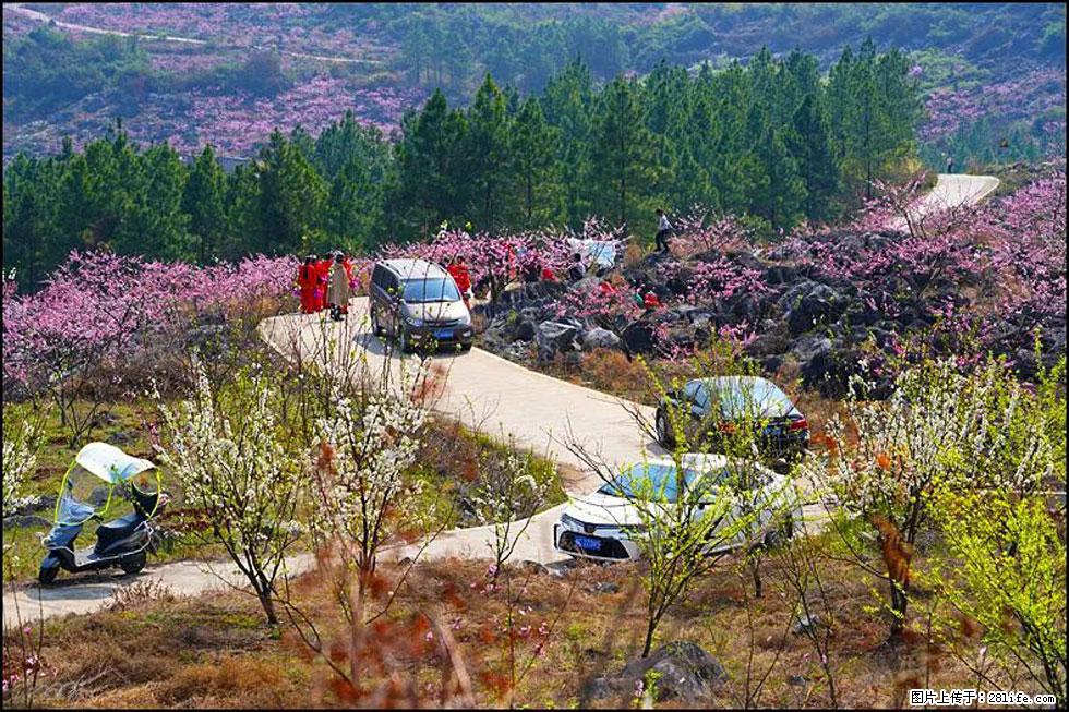 【春天，广西桂林灌阳县向您发出邀请！】望月岭上桃花开 - 游山玩水 - 湘西生活社区 - 湘西28生活网 xiangxi.28life.com