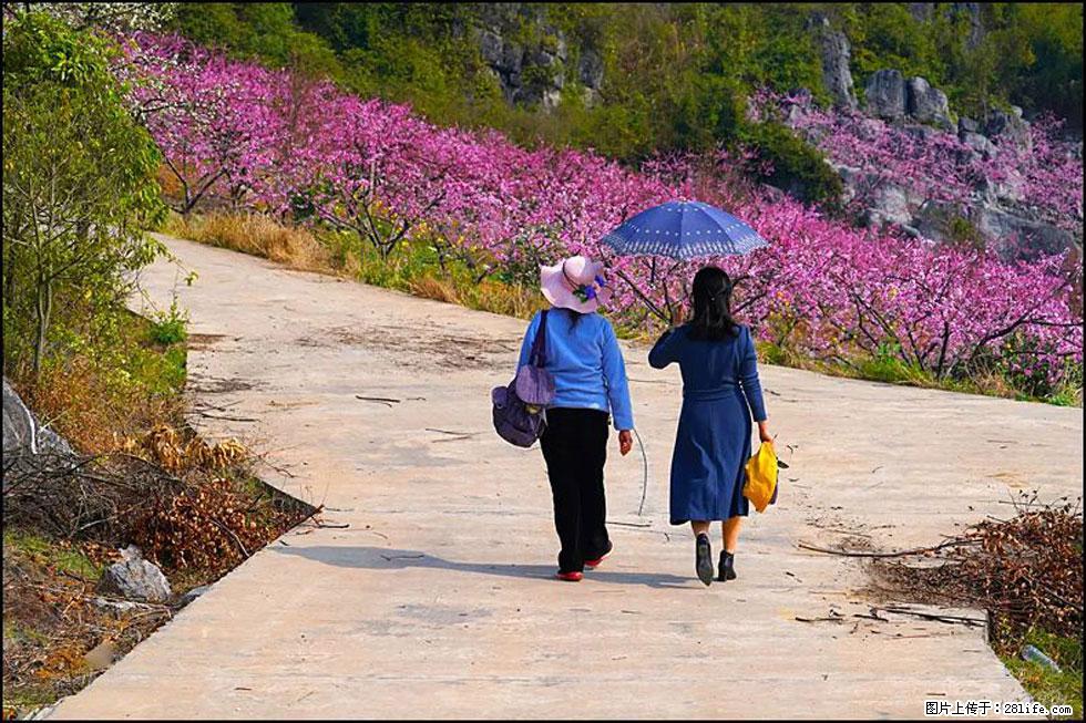 【春天，广西桂林灌阳县向您发出邀请！】望月岭上桃花开 - 游山玩水 - 湘西生活社区 - 湘西28生活网 xiangxi.28life.com