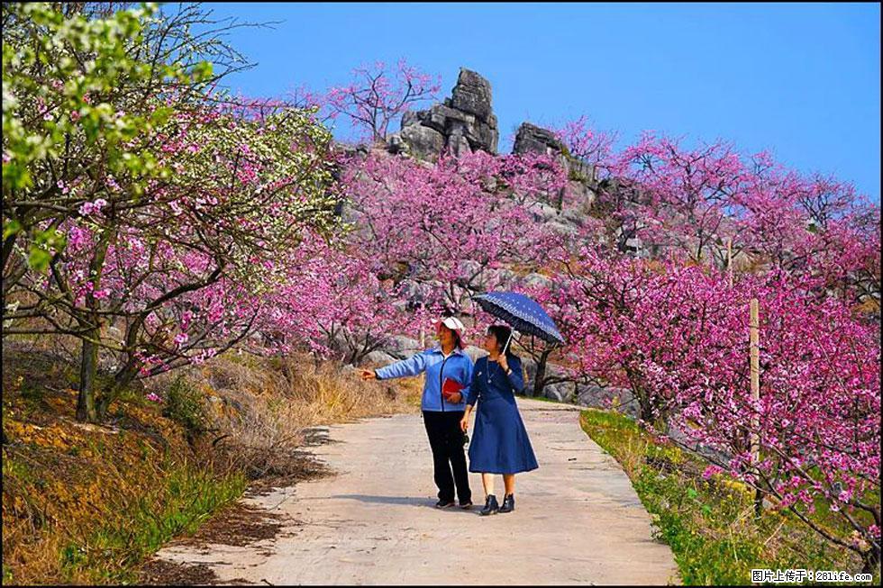 【春天，广西桂林灌阳县向您发出邀请！】望月岭上桃花开 - 游山玩水 - 湘西生活社区 - 湘西28生活网 xiangxi.28life.com