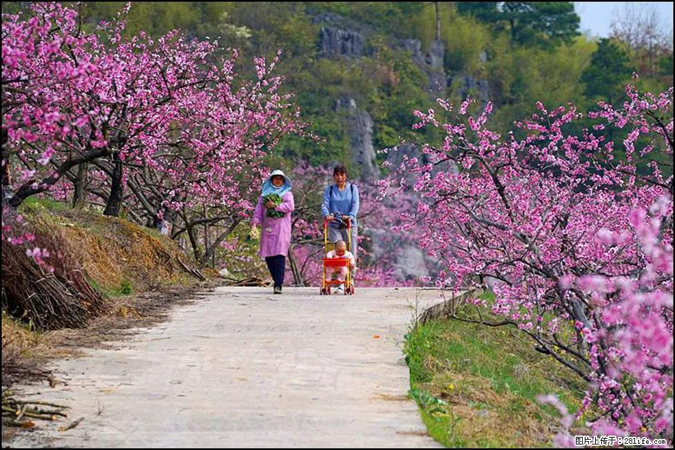 【春天，广西桂林灌阳县向您发出邀请！】望月岭上桃花开 - 游山玩水 - 湘西生活社区 - 湘西28生活网 xiangxi.28life.com