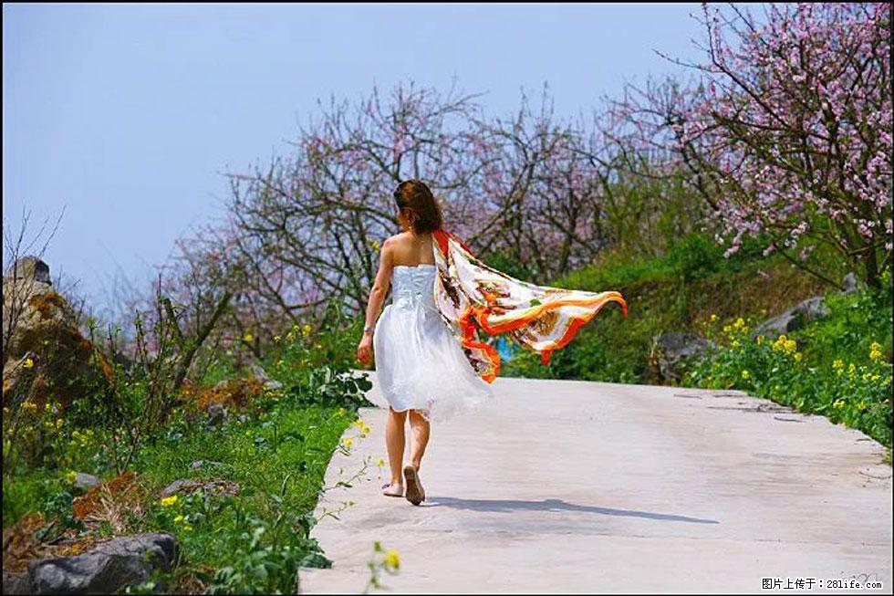 【春天，广西桂林灌阳县向您发出邀请！】望月岭上桃花开 - 游山玩水 - 湘西生活社区 - 湘西28生活网 xiangxi.28life.com