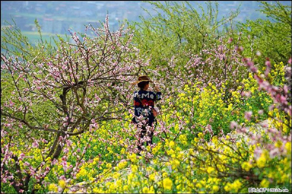 【春天，广西桂林灌阳县向您发出邀请！】望月岭上桃花开 - 游山玩水 - 湘西生活社区 - 湘西28生活网 xiangxi.28life.com