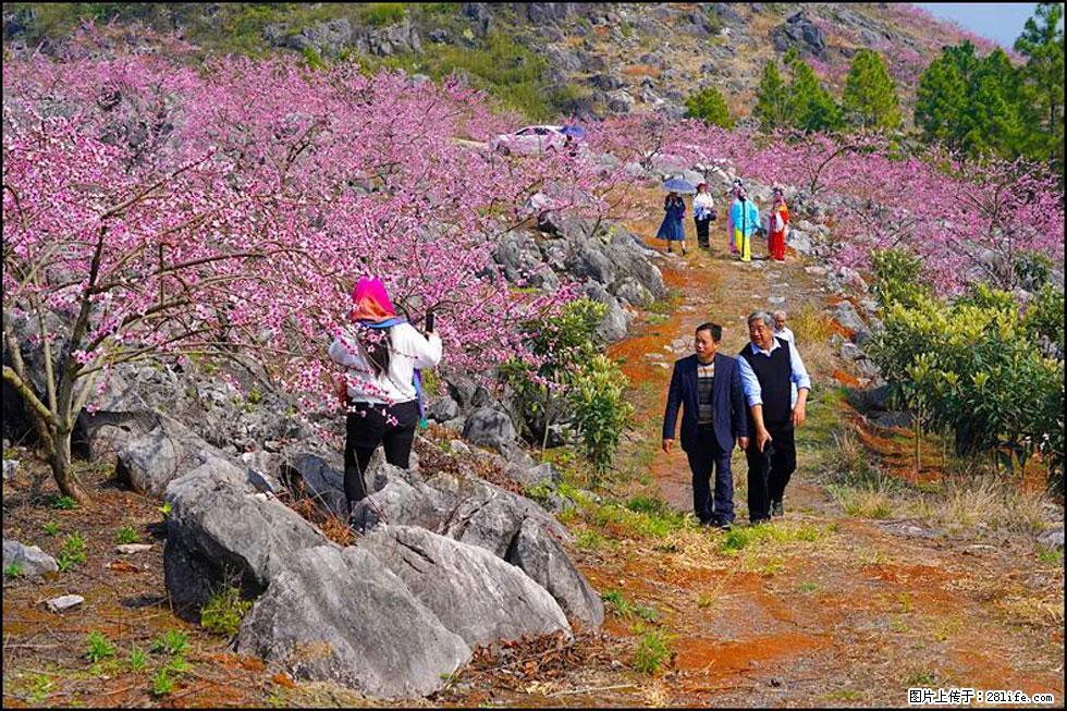 【春天，广西桂林灌阳县向您发出邀请！】望月岭上桃花开 - 游山玩水 - 湘西生活社区 - 湘西28生活网 xiangxi.28life.com