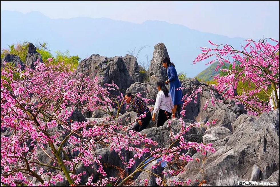 【春天，广西桂林灌阳县向您发出邀请！】望月岭上桃花开 - 游山玩水 - 湘西生活社区 - 湘西28生活网 xiangxi.28life.com