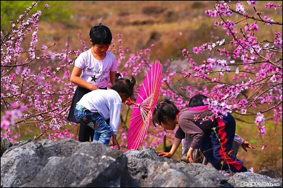 【春天，广西桂林灌阳县向您发出邀请！】望月岭上桃花开 - 游山玩水 - 湘西生活社区 - 湘西28生活网 xiangxi.28life.com