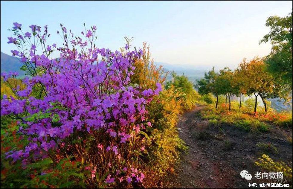 【春天,广西桂林灌阳县向您发出邀请!】登麒麟山,相约映山红 - 游山玩水 - 湘西生活社区 - 湘西28生活网 xiangxi.28life.com