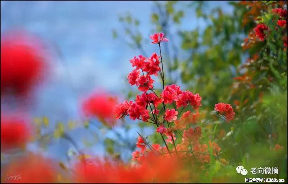 【春天,广西桂林灌阳县向您发出邀请!】登麒麟山,相约映山红 - 游山玩水 - 湘西生活社区 - 湘西28生活网 xiangxi.28life.com