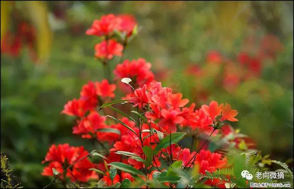 【春天,广西桂林灌阳县向您发出邀请!】登麒麟山,相约映山红 - 游山玩水 - 湘西生活社区 - 湘西28生活网 xiangxi.28life.com