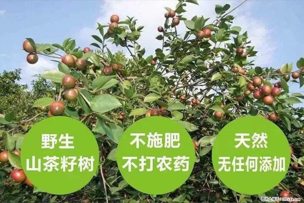 【灌阳县油茶产业示范区】一个有着充实的精神生活的人,对待身外之物自会有一种淡泊的态度 - 土特产 - 饮食特产 - 湘西分类信息 - 湘西28生活网 xiangxi.28life.com